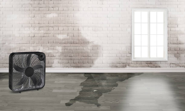 Best Mold removal after water damage  in Lake Elmo, MN